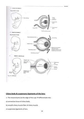 Eye Embryology- basic (my notes)