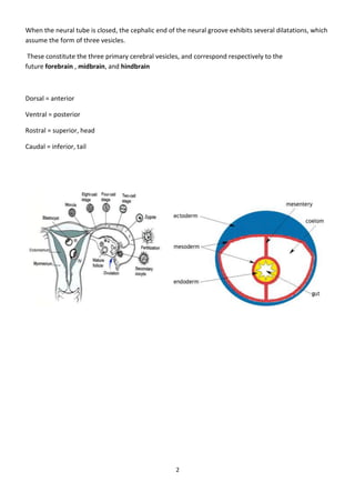 Eye Embryology- basic (my notes)