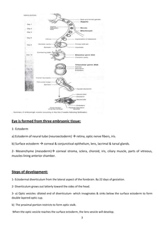 Eye Embryology- basic (my notes)