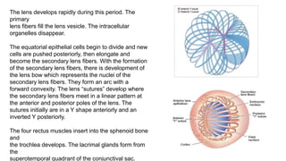 Embryology of eye- Anatomical Considerations | PPTX