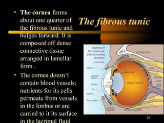 The fibrous tunic
• The cornea forms
about one quarter of
the fibrous tunic and
bulges forward. It is
composed off dense
connective tissue
arranged in lamellar
form .
• The cornea doesn’t
contain blood vessels;
nutrients for its cells
permeate from vessels
in the limbus or are
carried to it its surface
10
 