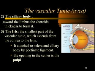 11
The vascular Tunic (uvea)
2) The ciliary body :
toward the limbus the choroids
thickness to form it.
3) The Iris: the smallest part of the
vascular tunic, which extends from
the cornea to the lens.
• It attached to sclera and ciliary
body by pectinate ligament.
• the opening in the center is the
pulpi
 