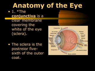 Anatomy of the Eye
• 1. *The
conjunctiva is a
clear membrane
covering the
white of the eye
(sclera).
• The sclera is the
postreior five-
sixth of the outer
coat.
 