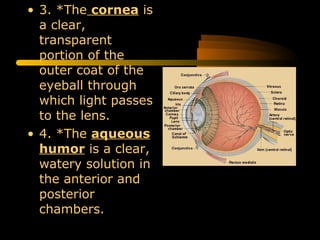 • 3. *The cornea is
a clear,
transparent
portion of the
outer coat of the
eyeball through
which light passes
to the lens.
• 4. *The aqueous
humor is a clear,
watery solution in
the anterior and
posterior
chambers.
 