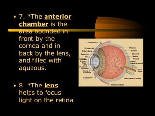 • 7. *The anterior
chamber is the
area bounded in
front by the
cornea and in
back by the lens,
and filled with
aqueous.
• 8. *The lens
helps to focus
light on the retina
 