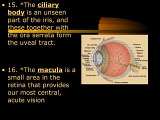 • 15. *The ciliary
body is an unseen
part of the iris, and
these together with
the ora serrata form
the uveal tract.
• 16. *The macula is a
small area in the
retina that provides
our most central,
acute vision
 