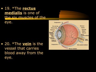 • 19. *The rectus
medialis is one of
the six muscles of the
eye.
• 20. *The vein is the
vessel that carries
blood away from the
eye.
 