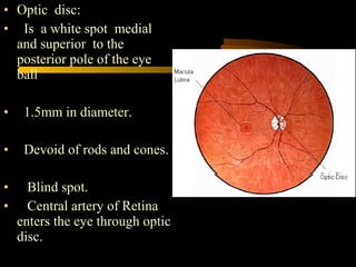 • Optic disc:
• Is a white spot medial
and superior to the
posterior pole of the eye
ball
• 1.5mm in diameter.
• Devoid of rods and cones.
• Blind spot.
• Central artery of Retina
enters the eye through optic
disc.
 