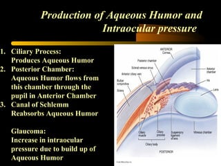 Production of Aqueous Humor and
Intraocular pressure
1. Ciliary Process:
Produces Aqueous Humor
2. Posterior Chamber:
Aqueous Humor flows from
this chamber through the
pupil in Anterior Chamber
3. Canal of Schlemm
Reabsorbs Aqueous Humor
Glaucoma:
Increase in intraocular
pressure due to build up of
Aqueous Humor
 