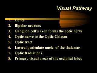 Visual Pathway
1. Cones
2. Bipolar neurons
3. Ganglion cell’s axon forms the optic nerve
4. Optic nerve to the Optic Chiasm
5. Optic tract
6. Lateral geniculate nuclei of the thalamus
7. Optic Radiations
8. Primary visual areas of the occipital lobes
 