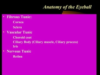 Anatomy of the Eyeball
• Fibrous Tunic:
Cornea
Sclera
• Vascular Tunic
Choroid coat
Ciliary Body (Ciliary muscle, Ciliary process)
Iris
• Nervous Tunic
Retina
 