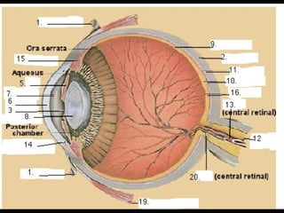 Eyelect1.html usha kannan