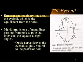 6
The Eyeball
• Equator :an imaginary line about
the eyeball, which is the
equidistant from the poles.
• Meridian: is one of many lines
passing from pole to pole that
intersects the equator at right
angles.
–Optic nerve :leaves the
eyeball slightly ventral
to the posterior pole
 