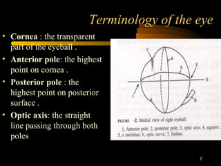 7
Terminology of the eye
• Cornea : the transparent
part of the eyeball .
• Anterior pole: the highest
point on cornea .
• Posterior pole : the
highest point on posterior
surface .
• Optic axis: the straight
line passing through both
poles
 