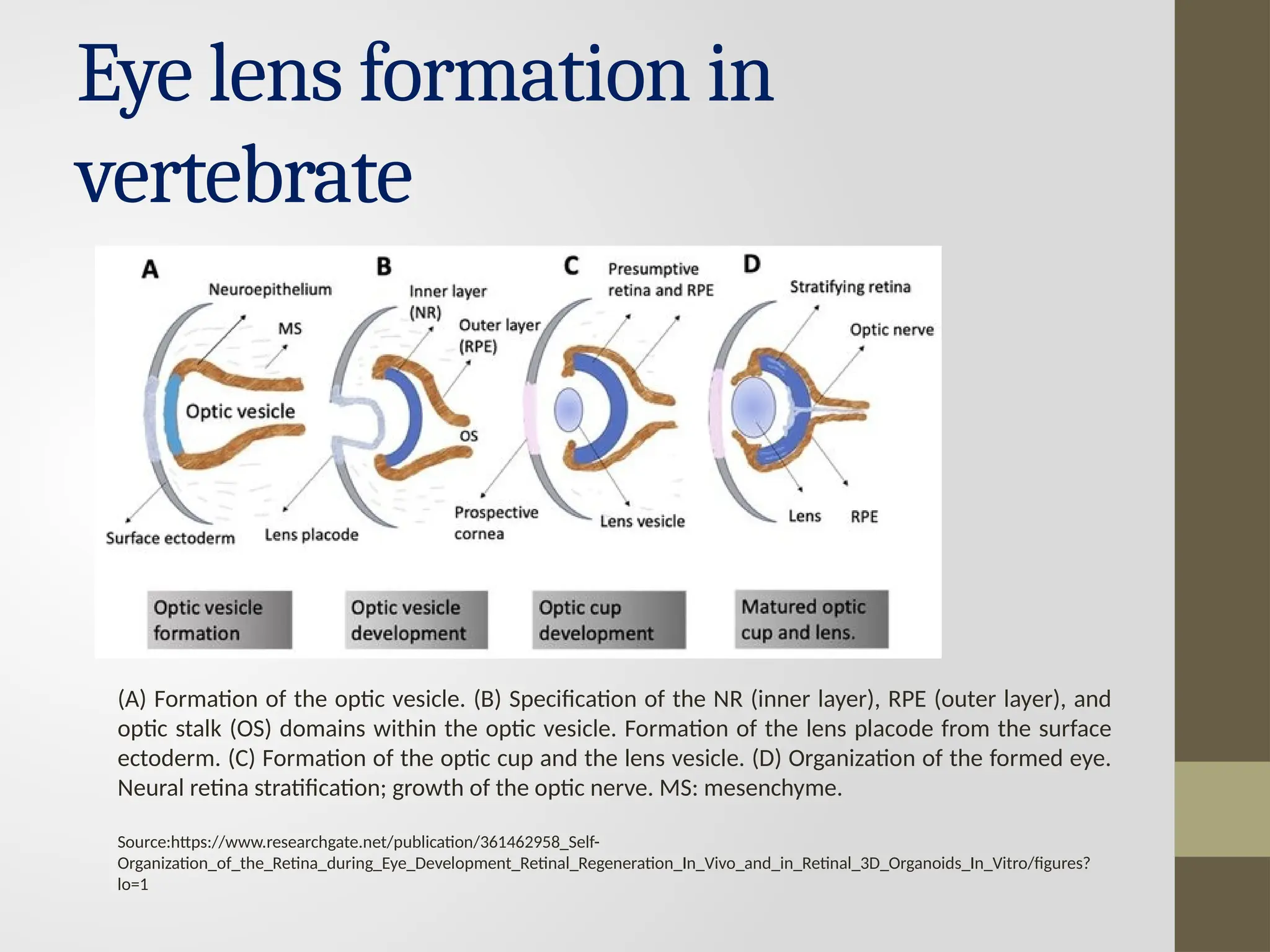 Eye lens formation in vertebrate - Dr.M.Jothimuniyandi | PPTX