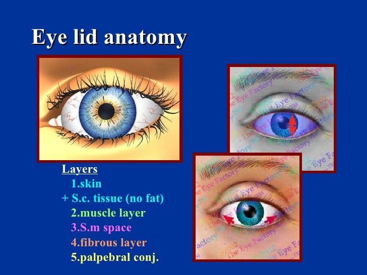 Eyelid