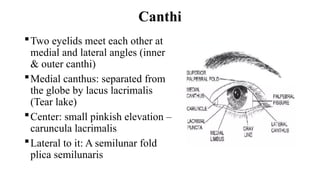 Eyelid - Anatomy & Physiology - Final2.pptx