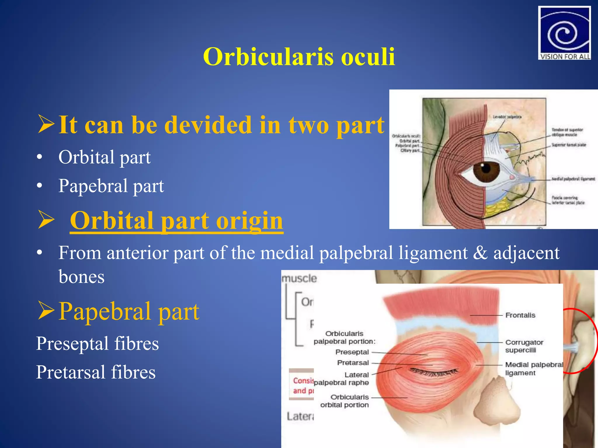 Orbicularis oculi
It can be devided in two part
• Orbital part
• Papebral part
 Orbital part origin
• From anterior part of the medial palpebral ligament & adjacent
bones
Papebral part
Preseptal fibres
Pretarsal fibres
 