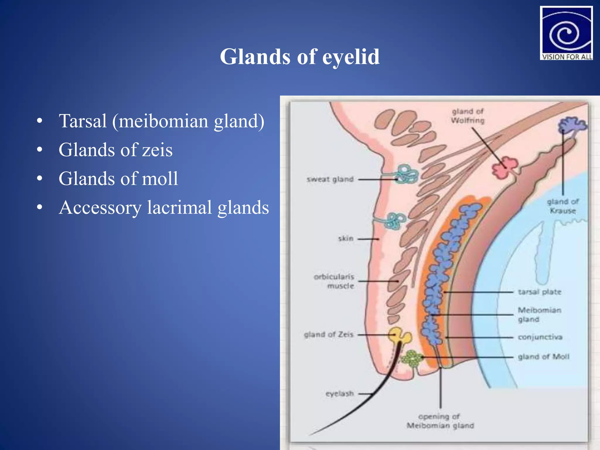 Glands of eyelid
• Tarsal (meibomian gland)
• Glands of zeis
• Glands of moll
• Accessory lacrimal glands
 