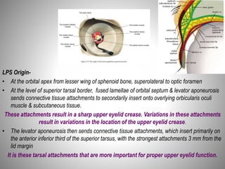 Upper Lid Anatomy