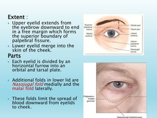 Eyelid Anatomy pptx Eyelid Anatomy pptx