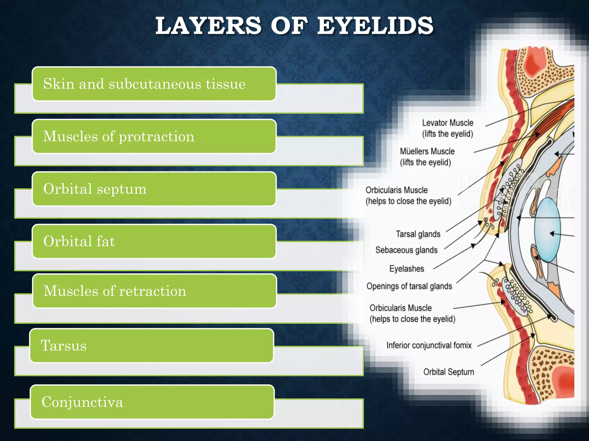 Eyelid anatomy and physiology PPTX Eyelid anatomy and physiology PPTX