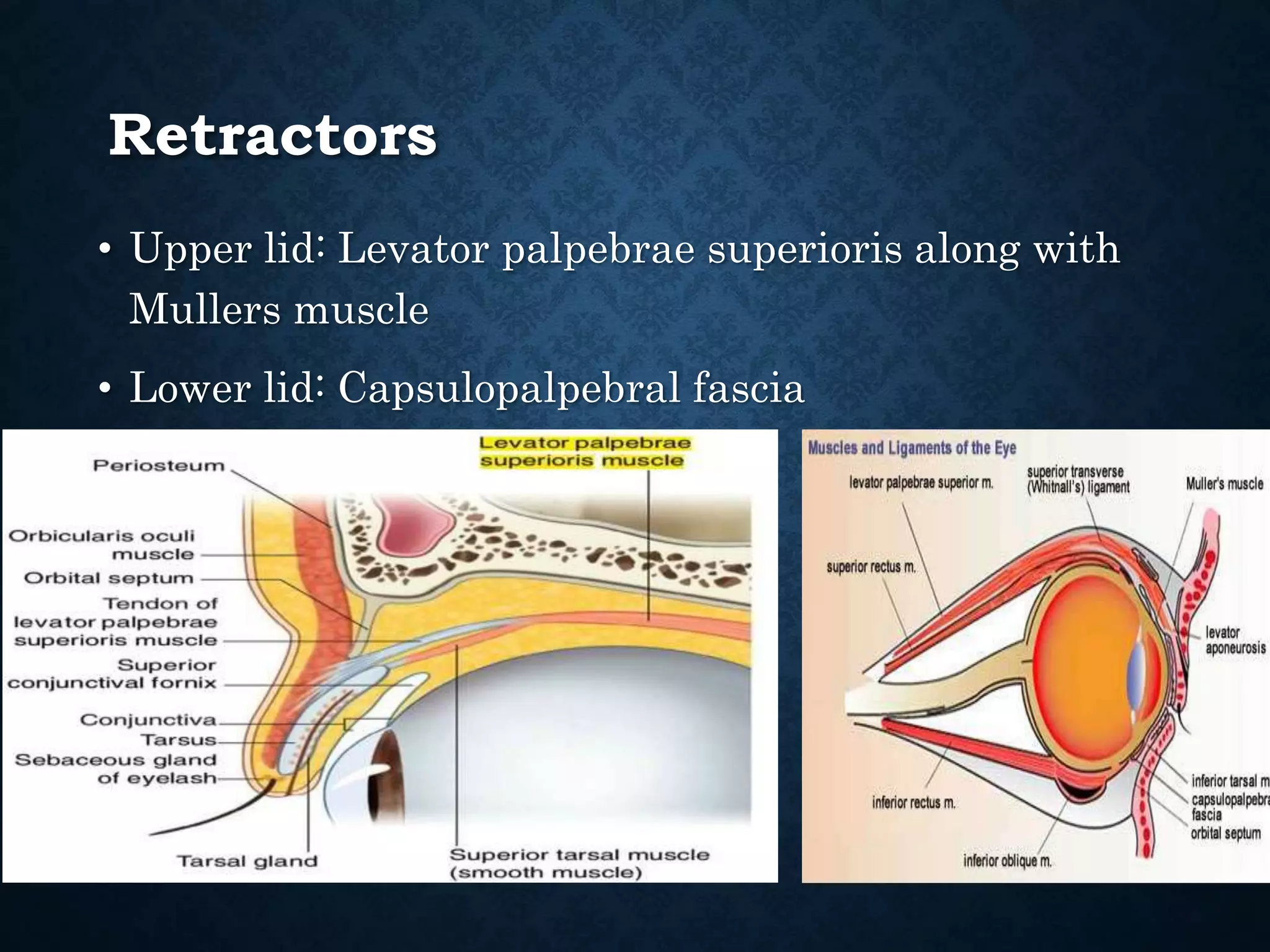 Normal Levator Function Eyelid anatomy and physiology | PPTX