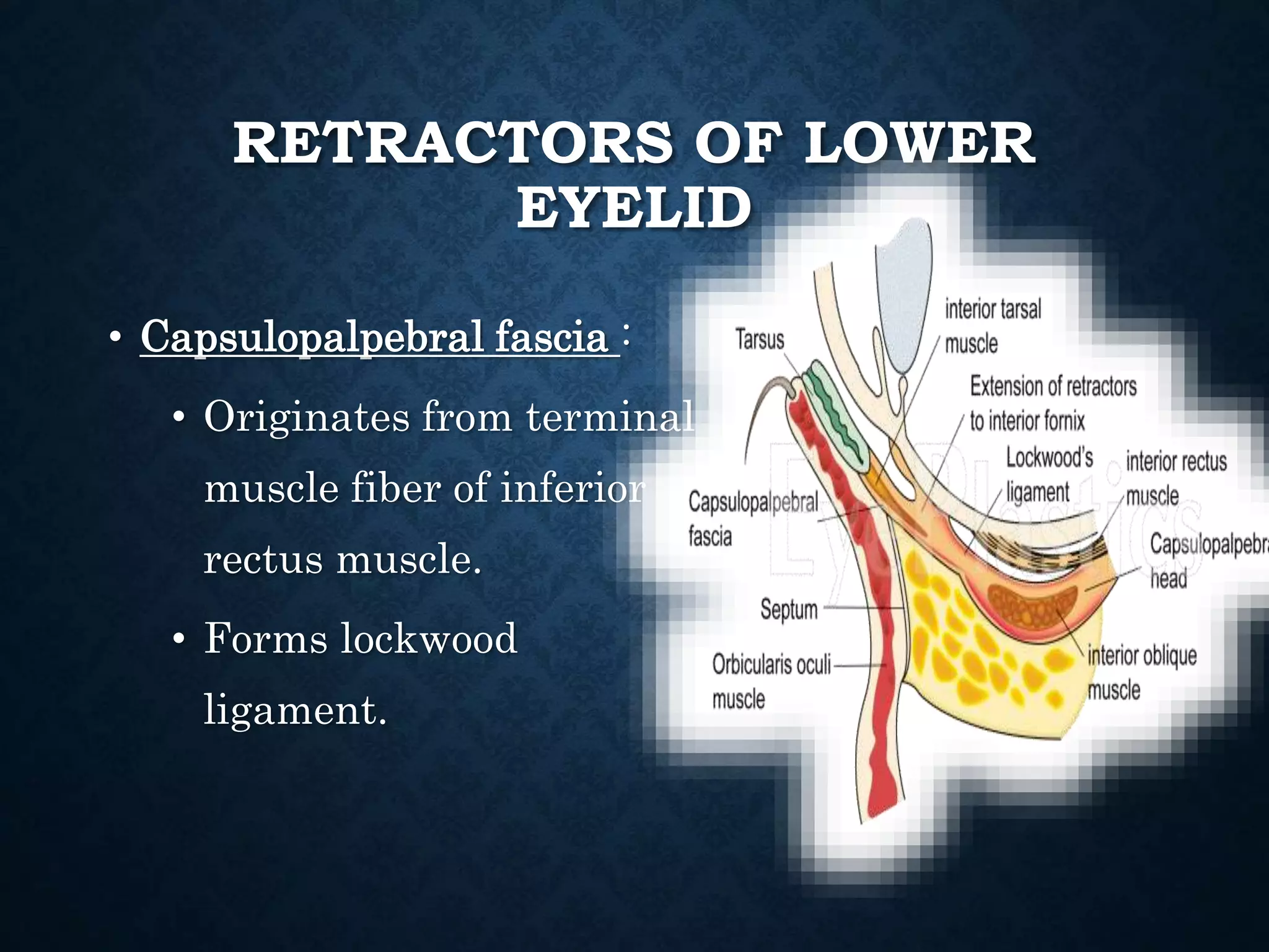 Eyelid anatomy and physiology PPTX Eyelid anatomy and physiology PPTX