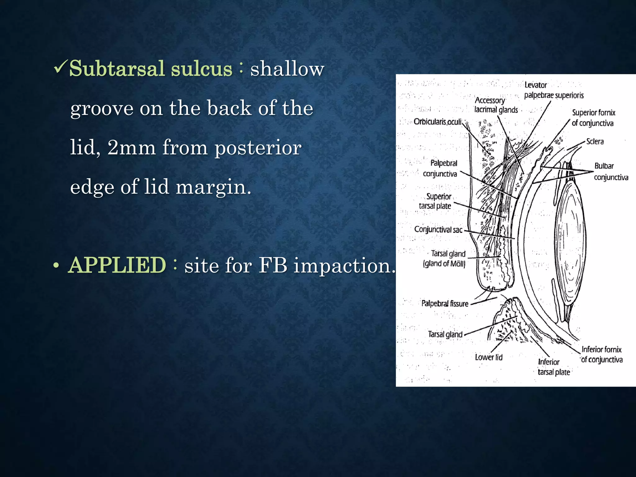 Eyelid Anatomy And Physiology PPTX Eyelid Anatomy And Physiology PPTX