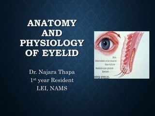 ANATOMY
AND
PHYSIOLOGY
OF EYELID
Dr. Najara Thapa
1st year Resident
LEI, NAMS
 
