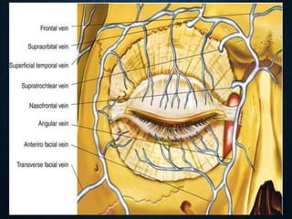 Eyelid anatomy and physiology | PPTX