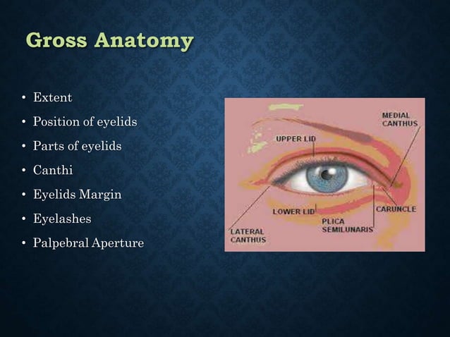Eyelid anatomy and physiology | PPTX
