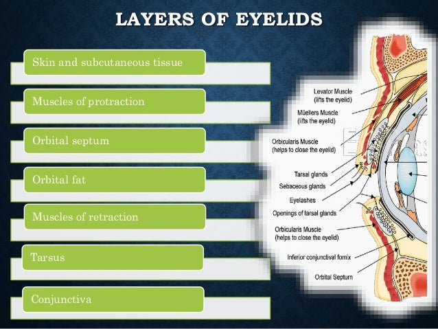 Eyelid anatomy and physiology