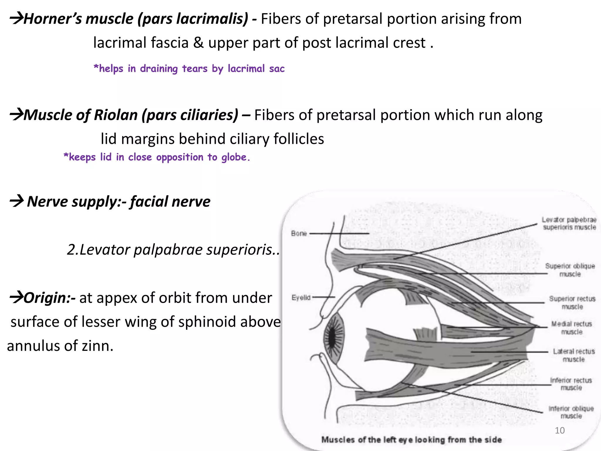 Eyelid anatomy & lacrimal pump physiology | PPTX
