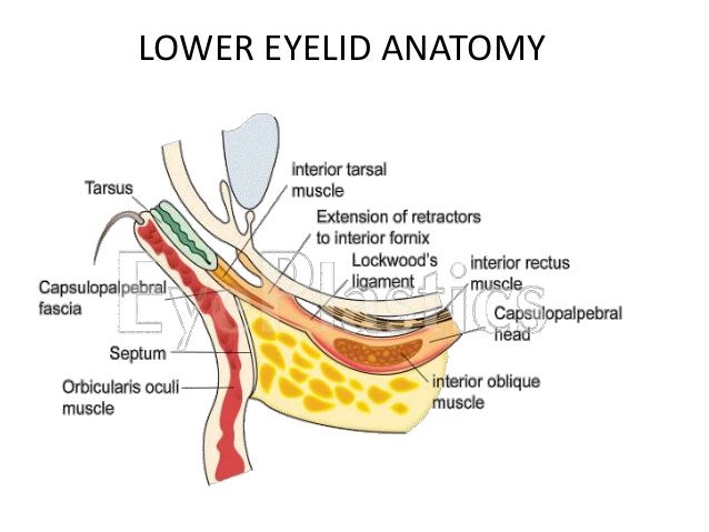 eye lid i amp ii 10 08 16