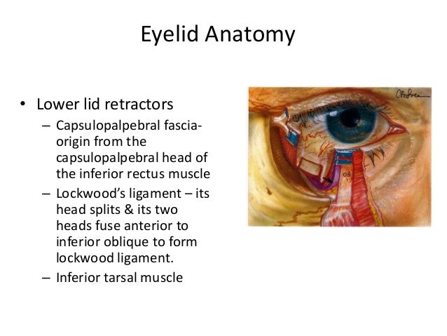 eye lid i amp ii 10 08 16