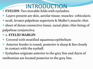 INTRODUCTION
 EYELIDS: Two movable folds with eyelashes.
 Layers present are skin, aerolar tissue; muscles- orbicularis
 oculi, levator palpebrae superioris & Muller’s muscle; thin
 sheet of dense connective tissue, tarsal plate; thin lining of
palpebrae conjunctiva.
 2. EYELID MARGIN
 Covered with stratified squamous epithelium
 Anterior border is round, posterior is sharp & lies closely
in contact with the eyeball.
 Eyelashes originate anterior to the grey line and ducts of
meibomian are located posterior to the grey line.
 