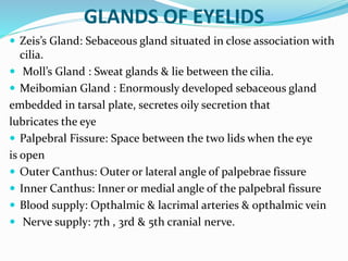GLANDS OF EYELIDS
 Zeis’s Gland: Sebaceous gland situated in close association with
cilia.
 Moll’s Gland : Sweat glands & lie between the cilia.
 Meibomian Gland : Enormously developed sebaceous gland
embedded in tarsal plate, secretes oily secretion that
lubricates the eye
 Palpebral Fissure: Space between the two lids when the eye
is open
 Outer Canthus: Outer or lateral angle of palpebrae fissure
 Inner Canthus: Inner or medial angle of the palpebral fissure
 Blood supply: Opthalmic & lacrimal arteries & opthalmic vein
 Nerve supply: 7th , 3rd & 5th cranial nerve.
 