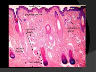 Dermal Eyelets Eyelid pathology 1 | PDF