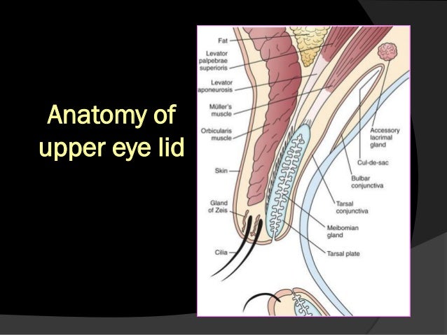 Eyelid pathology 1