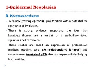 B- Keratoacanthoma
 A rapidly growing epithelial proliferation with a potential for
spontaneous involution.
 There is strong evidence supporting the idea that
keratoacanthomas are a variant of a well-differentiated
squamous cell carcinoma.
 These studies are based on expression of proliferation
markers (cyclins and cyclin-dependent kinases) and
oncoproteins (mutated p53) that are expressed similarly by
both entities.
1-Epidermal Neoplasias
 