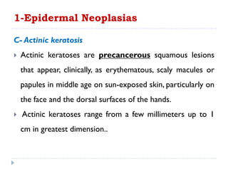 C- Actinic keratosis
 Actinic keratoses are precancerous squamous lesions
that appear, clinically, as erythematous, scaly macules or
papules in middle age on sun-exposed skin, particularly on
the face and the dorsal surfaces of the hands.
 Actinic keratoses range from a few millimeters up to 1
cm in greatest dimension..
1-Epidermal Neoplasias
 