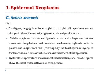 C- Actinic keratosis
Mic:
 5 subtypes, ranging from hypertrophic to atrophic; all types demonstrate
changes in the epidermis with hyperkeratosis and parakeratosis.
 Cellular atypia such as nuclear hyperchromasia and enlargement, nuclear
membrane irregularities, and increased nuclear-to-cytoplasmic ratio is
present and ranges from mild (involving only the basal epithelial layers) to
frank carcinoma in situ, or full- thickness involvement of the epidermis.
 Dyskeratosis (premature individual cell keratinization) and mitotic figures
above the basal epithelial layer are often present.
1-Epidermal Neoplasias
 