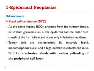 D-Carcinoma
I- Basal cell carcinoma (BCC)
 As the name implies, BCCs originate from the stratum basale,
or stratum germinativum, of the epidermis and the outer root
sheath of the hair follicle and occur only in hair-bearing tissue.
 Tumor cells are characterized by relatively bland,
monomorphous nuclei and a high nuclear-to-cytoplasmic ratio.
BCC forms cohesive islands with nuclear palisading of
the peripheral cell layer.
1-Epidermal Neoplasias
 