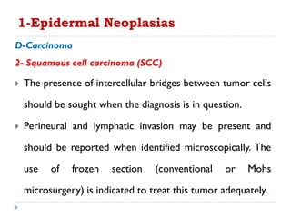 D-Carcinoma
2- Squamous cell carcinoma (SCC)
 The presence of intercellular bridges between tumor cells
should be sought when the diagnosis is in question.
 Perineural and lymphatic invasion may be present and
should be reported when identified microscopically. The
use of frozen section (conventional or Mohs
microsurgery) is indicated to treat this tumor adequately.
1-Epidermal Neoplasias
 