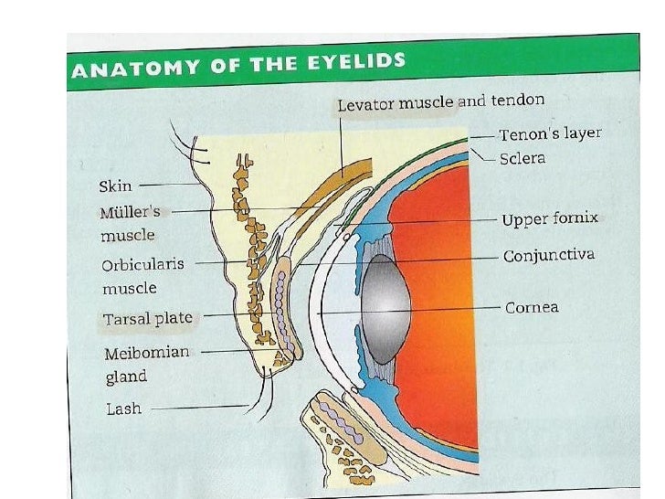 Eyelid pathology baguio2012
