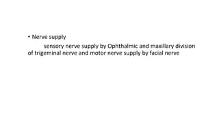 • Nerve supply
sensory nerve supply by Ophthalmic and maxillary division
of trigeminal nerve and motor nerve supply by facial nerve
 