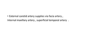 • External carotid artery supplies via facia artery ,
Internal maxillary artery , superficial temporal artery .
 