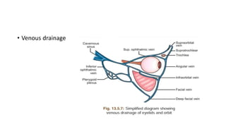• Venous drainage
 