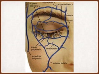 Anatomy of Eyelids | PPTX